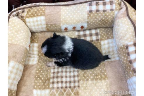 成約済の香川県のポメチワ:ポメラニアン×チワワ-225988の2枚目
