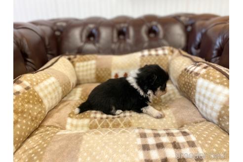 成約済の香川県のポメチワ:ポメラニアン×チワワ-225988の3枚目