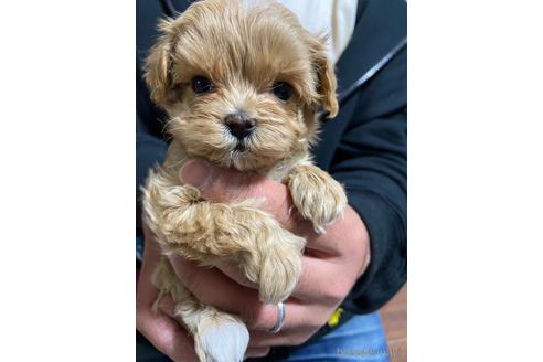 成約済の静岡県のマルプー:マルチーズ×トイプードル-226022の2枚目