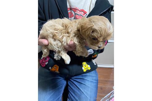 成約済の静岡県のマルプー:マルチーズ×トイプードル-226022の3枚目