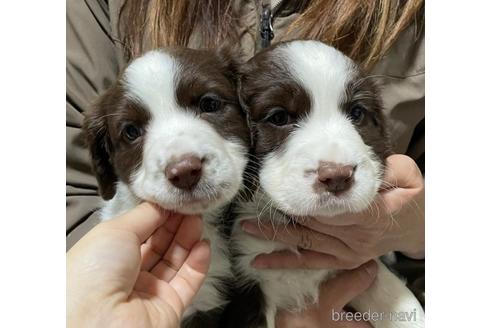 成約済の岩手県のミックス犬-226026の1枚目