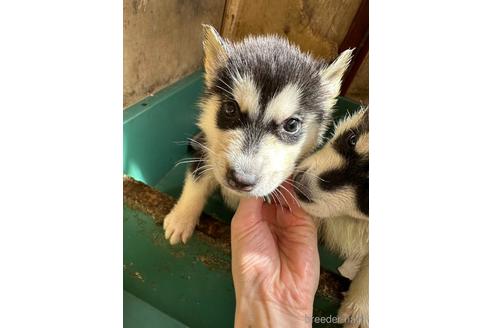 成約済の千葉県のシベリアンハスキー-226039の1枚目