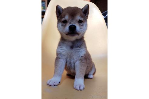 成約済の大阪府の柴犬-226078の8枚目