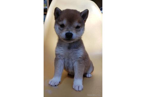 成約済の大阪府の柴犬-226078の7枚目