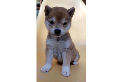 成約済の大阪府の柴犬-226078の6枚目