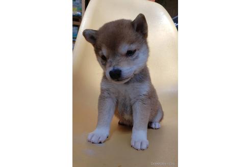 成約済の大阪府の柴犬-226078の5枚目