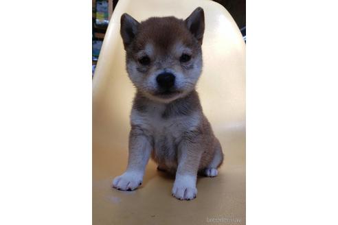 成約済の大阪府の柴犬-226078の4枚目