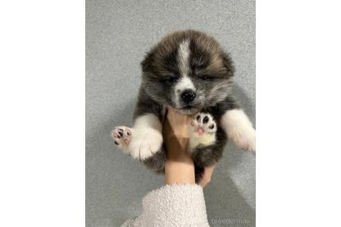 販売中の岡山県の秋田犬-226081