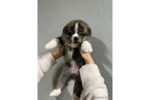 販売中の岡山県の秋田犬-226082