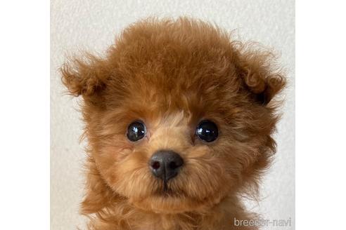 成約済の岡山県のティーカッププードル-218489の6枚目