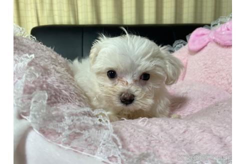 成約済の茨城県のマルチーズ-226120の2枚目