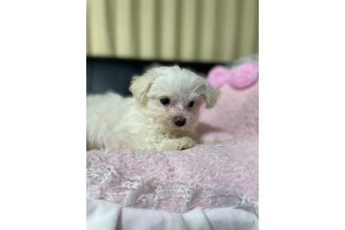 成約済の茨城県のマルチーズ-226120の3枚目