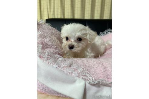 成約済の茨城県のマルチーズ-226120の7枚目
