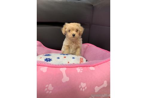 成約済の岐阜県のミックス犬-214452の8枚目