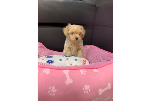 成約済の岐阜県のミックス犬-214452の6枚目