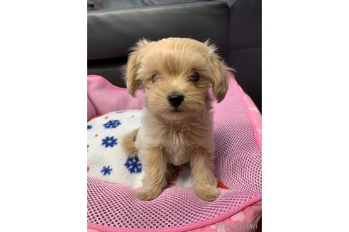 成約済の岐阜県のミックス犬-214452の3枚目