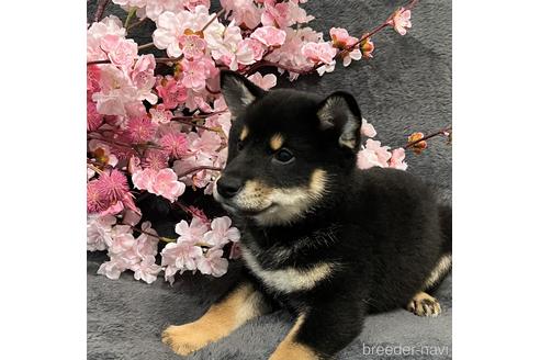 成約済の愛知県の柴犬-220710の2枚目