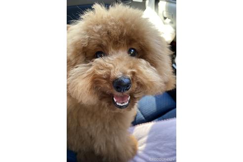 成約済の福岡県のトイプードル-220488の2枚目