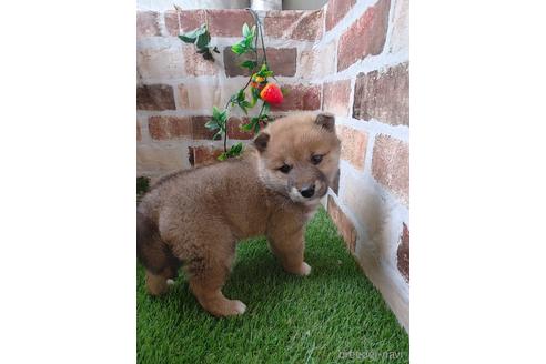 成約済の鹿児島県の柴犬-226167の1枚目