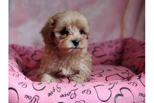 成約済の愛知県のミックス犬-222767の18枚目