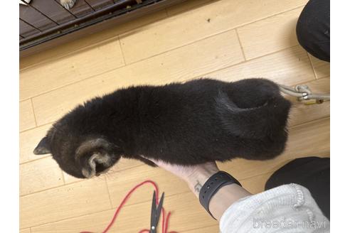 成約済の千葉県の豆柴-226250の5枚目