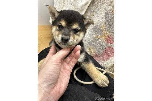 成約済の千葉県の豆柴-226250の3枚目