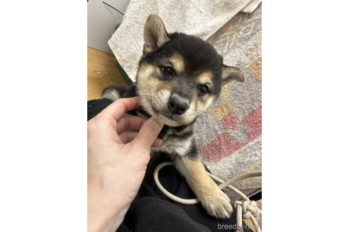 成約済の千葉県の豆柴-226250の2枚目