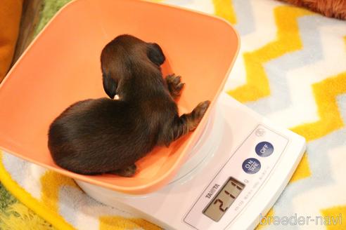 成約済の愛知県のカニンヘンダックスフンド(ロングヘアード)-224933の47枚目