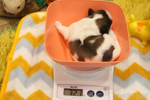 成約済の愛知県のシーズー-224936の35枚目