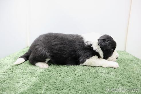 成約済の群馬県のボーダーコリー-226286の3枚目
