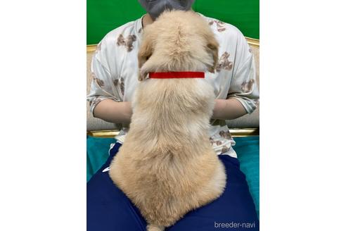 成約済の岐阜県のゴールデンドゥードル:ゴールデンレトリーバー×プードル-226303の7枚目