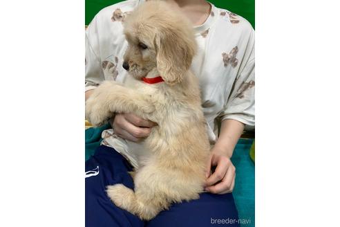 成約済の岐阜県のゴールデンドゥードル:ゴールデンレトリーバー×プードル-226303の8枚目