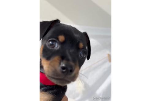 成約済の福岡県のミックス犬-220895