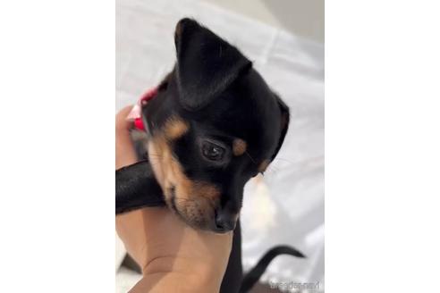 成約済の福岡県のミックス犬-220895の2枚目