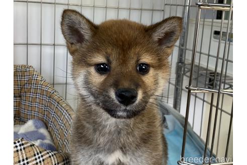 成約済の岡山県の柴犬-212175の15枚目