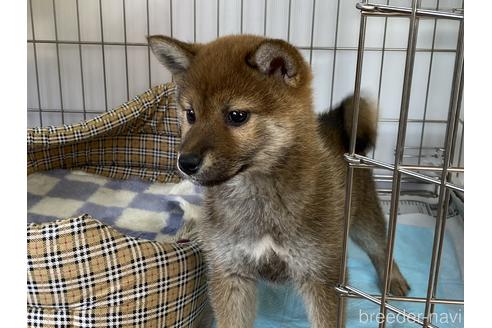 成約済の岡山県の柴犬-212175の14枚目