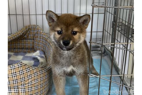 成約済の岡山県の柴犬-212175の13枚目