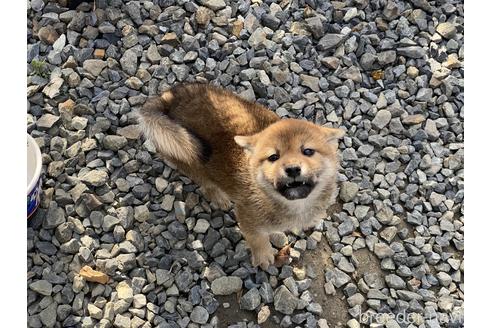 成約済の岡山県の柴犬-212175の12枚目