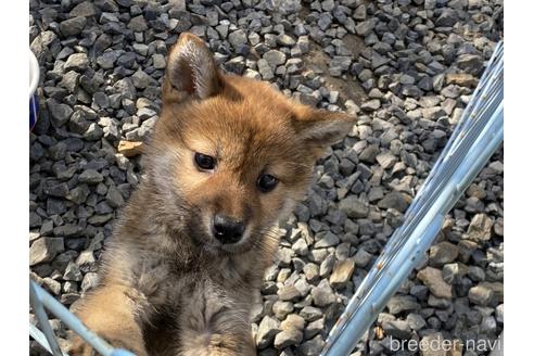 成約済の岡山県の柴犬-212175の11枚目