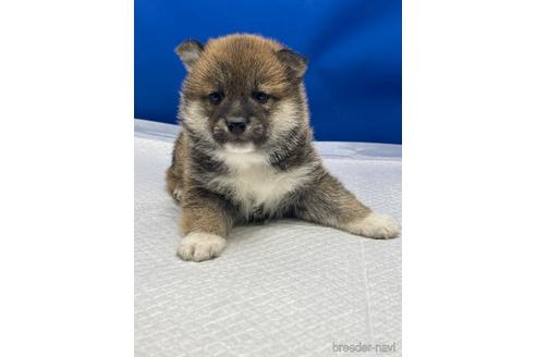 成約済の愛知県の柴犬-226330の8枚目