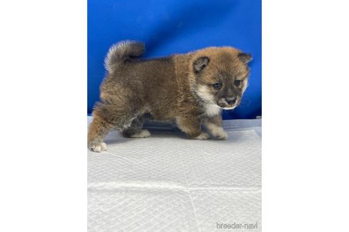 成約済の愛知県の柴犬-226330の10枚目
