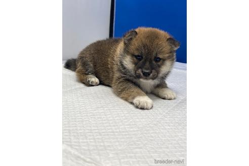 成約済の愛知県の柴犬-226330の11枚目