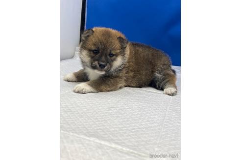 成約済の愛知県の柴犬-226330の12枚目