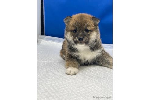 成約済の愛知県の柴犬-226330の13枚目