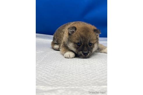 成約済の愛知県の柴犬-226330の7枚目