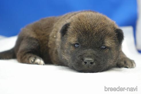 成約済の愛知県の柴犬-226332の10枚目
