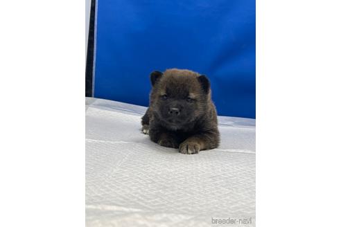 成約済の愛知県の柴犬-226332の11枚目