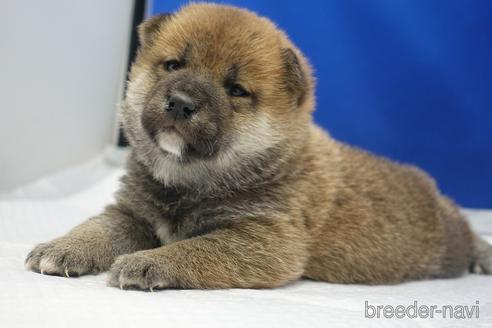 成約済の愛知県の柴犬-226333の10枚目