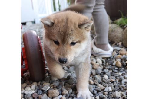 成約済の京都府の柴犬-219166の1枚目