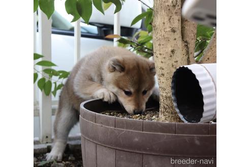 成約済の京都府の柴犬-219166の3枚目